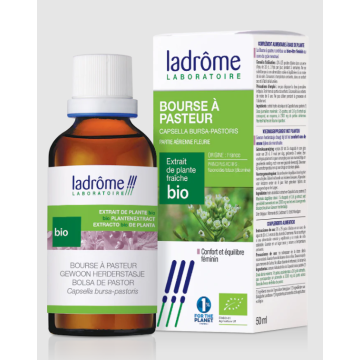 Bolsa de Pastor Capsella...