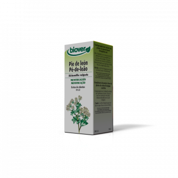 Pé de Leão-Alchemilla...