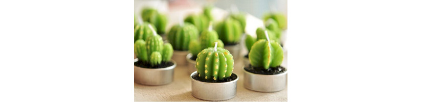 Velas em forma de cato