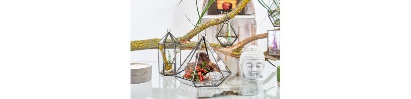 Terrários De Vidro